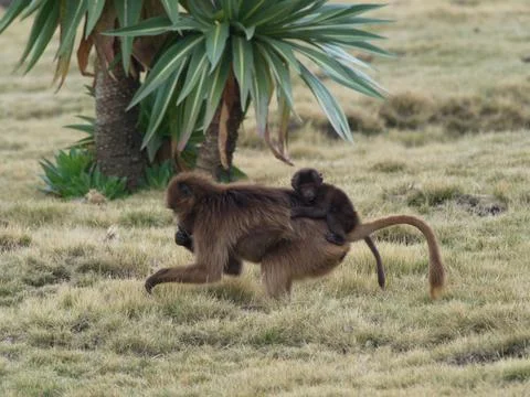 Side on portrait of Gelada Monkey (Theropithecus gelada) baby hanging Stock Photos
