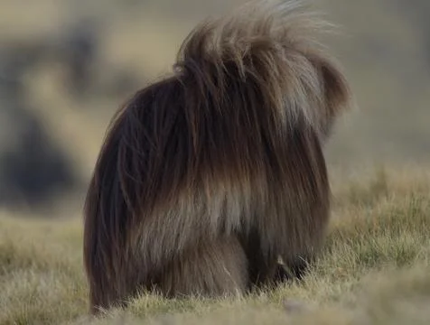Side on portrait of Gelada Monkey (Theropithecus gelada) huddled in cold Foto stock