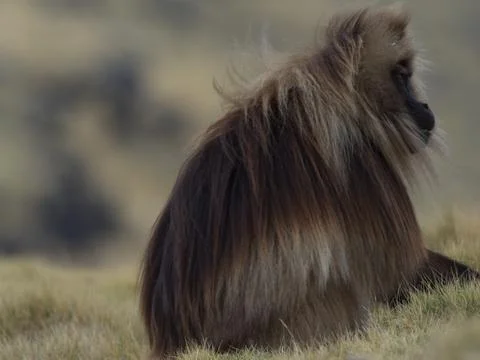 Side on portrait of Gelada Monkey (Theropithecus gelada) fur blowing in wind Stock Photos