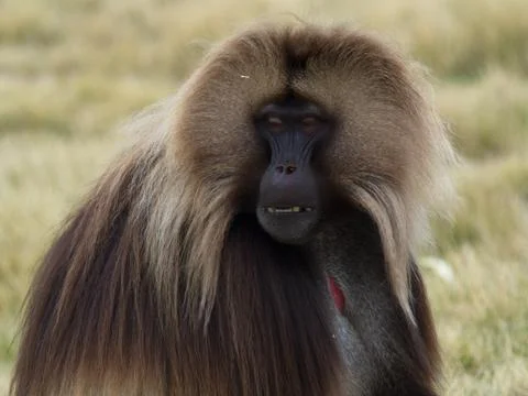 Side on portrait of Gelada Monkey (Theropithecus gelada) showing teeth Stock Photos