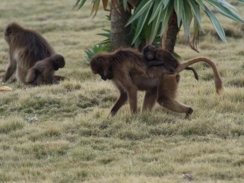 Side on portrait of Gelada Monkey (Theropithecus gelada) baby hanging on top Stock Photos