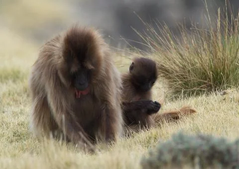 Side on portrait of Gelada Monkey (Theropithecus gelada) mother and baby Stock Photos