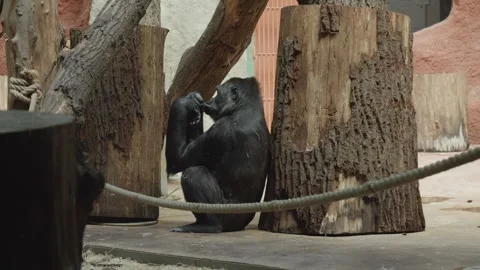 Side Portrait Of A Lonely Gorilla Sitting Alone In The Prague Zoo, Czech Stock-Footage 247497987