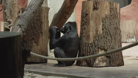 Side Portrait Of A Lonely Gorilla Sitting Alone In The Zoo. wide Stock-Footage 247498025
