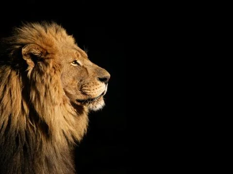Side portrait of a male African lion against a black background, South Africa Stock Photos