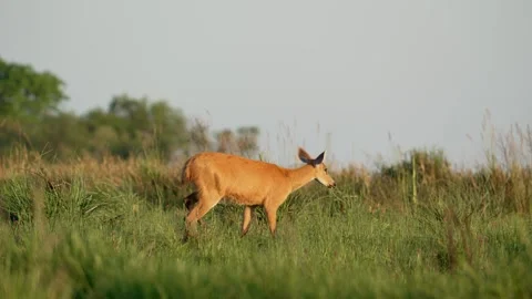 Side Portrait Of Marsh Deer Walking Through Tall Grass In Open Grassland. wide Stock Footage 306848675