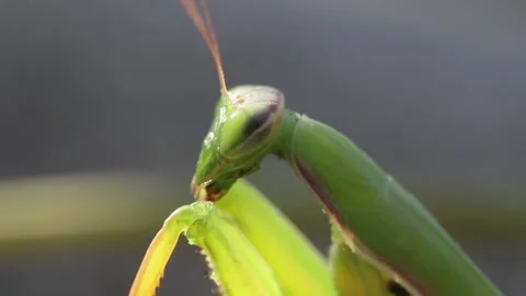 Side portrait of a praying mantis with raised limbs close-up Vídeos de archivo 163487120