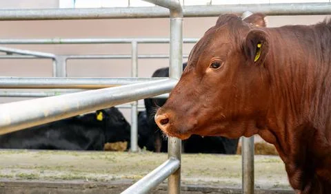Side portrait of Red Devon young cow in a barn of livestock farm Stock Photos