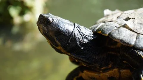 Side portrait of a turtle Stock Photos