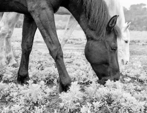 Side portrait of two horses eating grass in the meadow. black and white photo Stock Photos