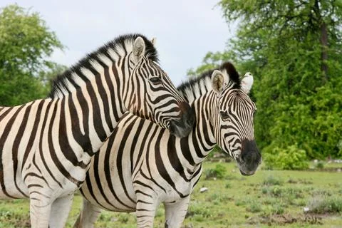 Side on portrait of two wild Burchell's Zebra (Equus quagga burchellii) Stock Photos
