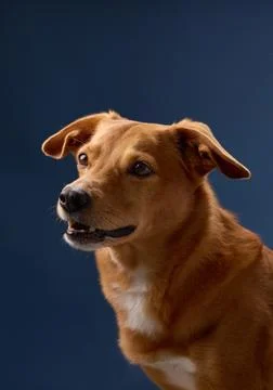 Side pose of brown dog in soft studio light Stock Photos