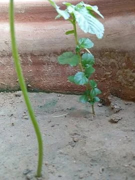 Side pose of plant pic Stock Photos