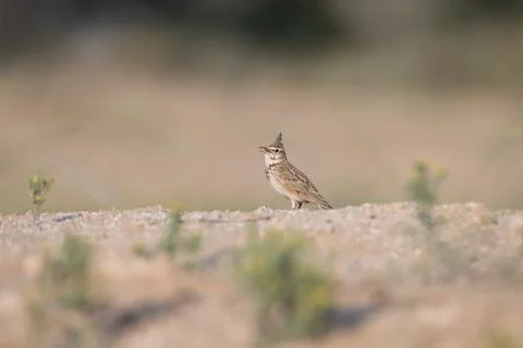 Side posing view of a Crested lark Stock Photos