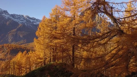 Side POV walking on fall woods path near trees with sun and snowy mounts.Sunny 動画素材 80087757