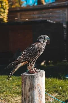Side profil of a falcon standing on a tree Stock Photos