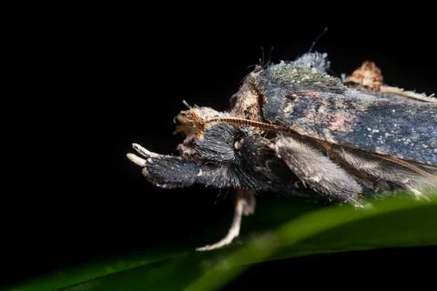Side Profile of Acleris Moth on Leaf in Pulau Ubin Stock Photos