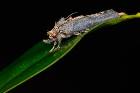 Side Profile of Acleris Moth on Leaf in Pulau Ubin Stock Photos