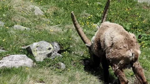 Side Profile of Alpine Ibex Grazing Among Rocks and Yellow Wildflowers Stock Footage 342943601