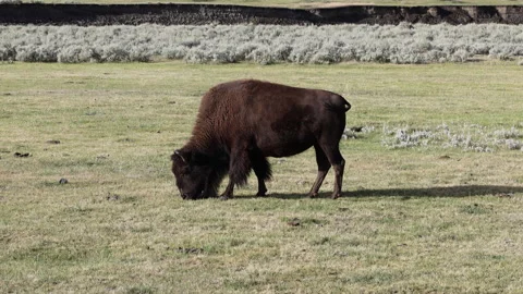 Side Profile of American Bison Grazing in Lamar Valley Stock Footage 344276349