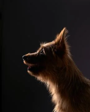 Side Profile of an Australian Terrier with Dramatic Lighting Stock Photos