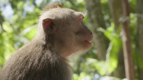 Side profile of a baby monkey eating Stock Footage 262707932
