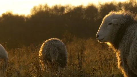 Side profile of big fluffy sheep on a British farmers field  Stock Footage 85644711