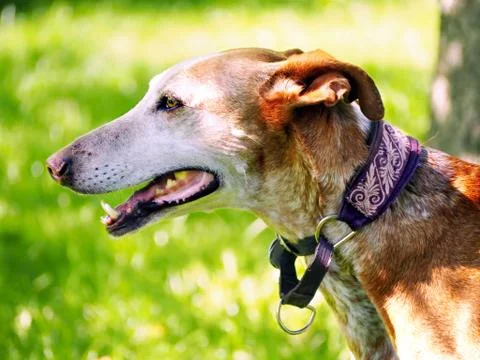 Side profile of a big short-haired Podenco Canarios Stock Photos