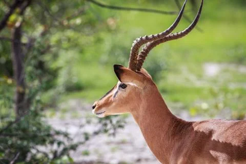 Side profile of a Black-faced impala. Stock Photos