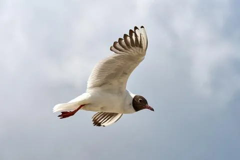 Side profile of a black-headed gull (Chroicocephalus ridibundus) flying in th 写真素材