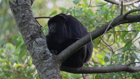 Side Profile of Black Howler Monkey Sitting Quietly on Tree Branch Stock Footage 337619871