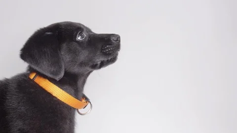 Side profile black lab puppy Stock Footage 110747829