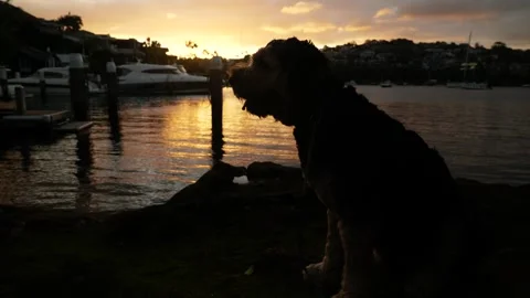 Side profile of Black Russion Terrier at sunset next to harbour luxurious Stock Footage 307975470