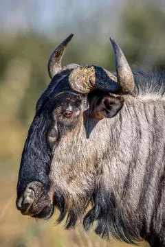 Side profile of a Blue wildebeest. Stock Photos