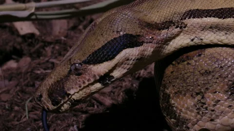 Side profile boa constrictor snake flicking tongue Stock Footage 167973254