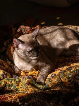 Side profile of brown cat sunbathing with eyes closed on patterned fabric, .. Foto stock