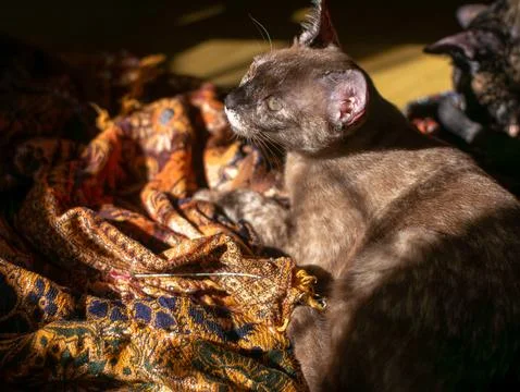 Side profile of brown cat sunbathing with eyes closed on patterned fabric, .. 스톡 사진