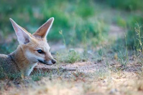 Side profile of a Cape fox. Foto stock