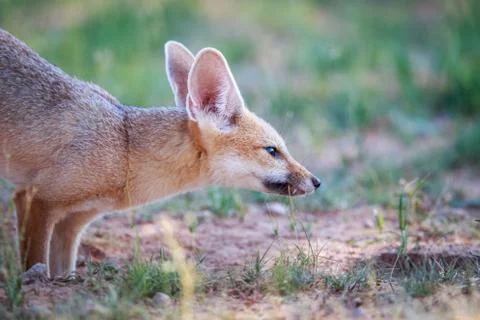 Side profile of a Cape fox. Foto stock