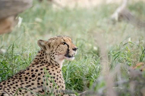 Side profile of a Cheetah in the grass. Foto stock