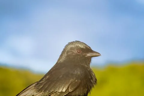 Side Profile Close-up of Black Drongo in Sunlight Photos