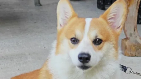 Side profile close up of a cute Pembroke Welsh Corgi dog looking away. Видео 339199110