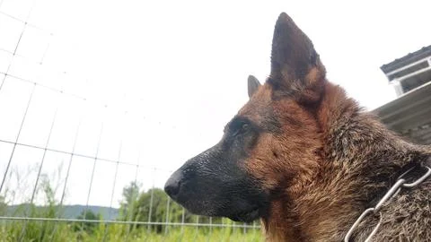 Side profile close-up of a German Shepherd dog looking alert and focused, wi Stock Photos