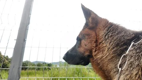Side profile close-up of a German Shepherd dog looking alert and focused, wi Stock Photos