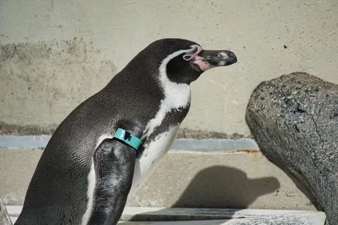Side Profile Close Up of a Penguin Standing in Outdoor Zoo Exhibit Stock Photos