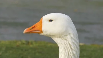 Side profile close up of white goose head with blue eye  bright orange beak  Stock Footage 85650140