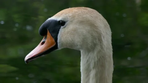 Side Profile closeup of Mute Swan Video stock 154867145
