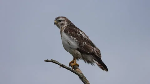 Side profile of common buzzard perched on thin branch against clear blue sky Stock Footage 337964067