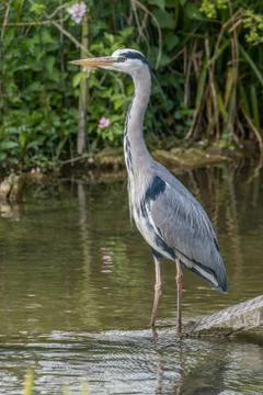 Side profile of a Common grey heron standing in the stream Stock Photos