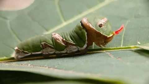 Side profile a Common Mormon butterfly caterpillar - Papilio polytes Stock Footage 341412552